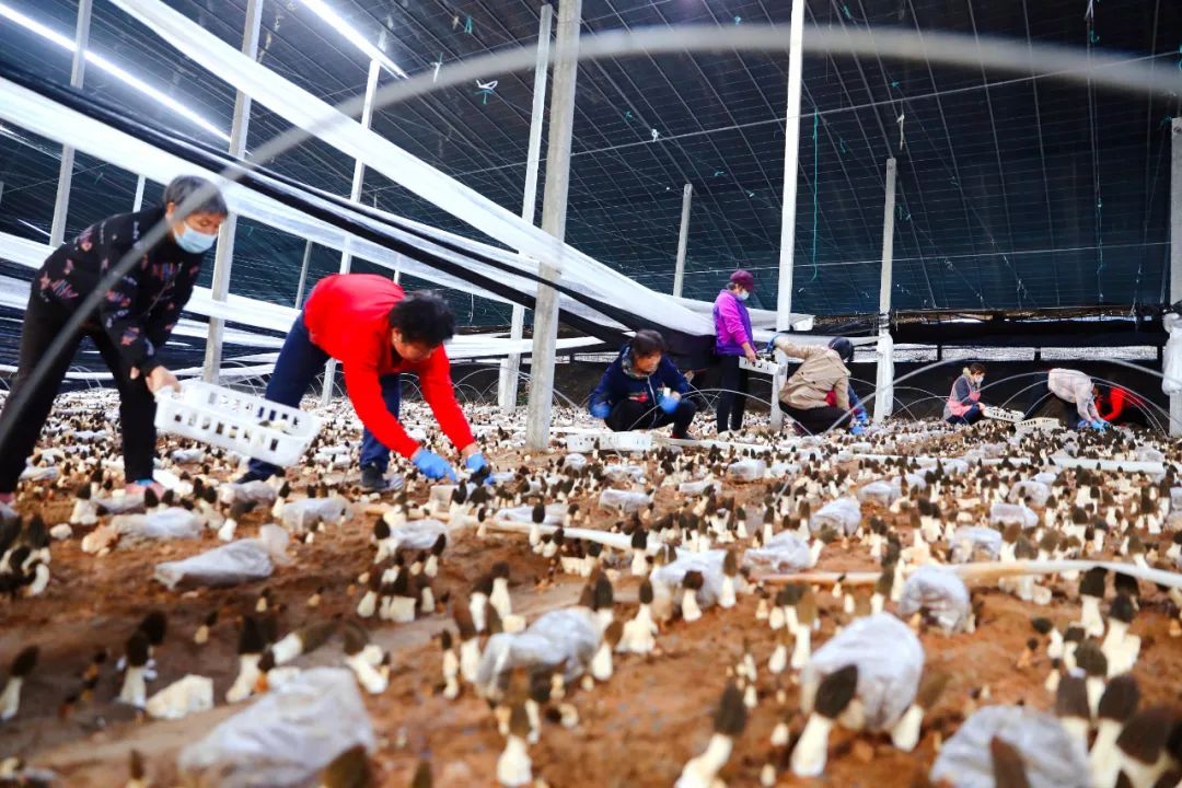 河北宁晋：新型农业经营主体引领共富路