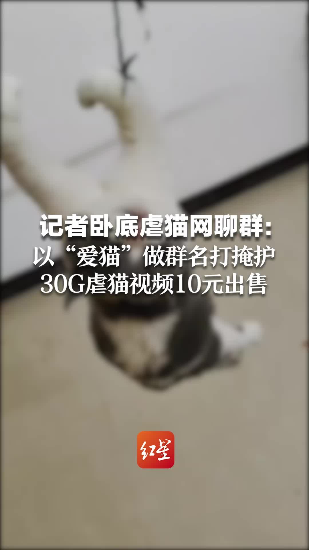 记者卧底虐猫网聊群：以“爱猫”做群名打掩护 30G虐猫视频10元出售