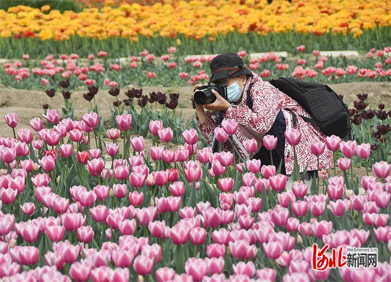 河北永年：昔日荒芜地 如今百花园2.jpg