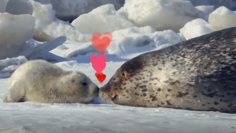 数百头斑海豹晒日光浴，网友：它好像知道自己很可爱