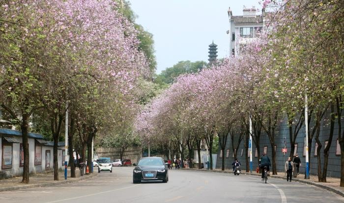 4月7日，广西柳州市洋紫荆盛放，车辆在花海里穿梭。中新社记者 林馨 摄