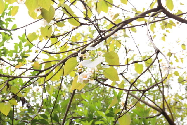 油桐花开。