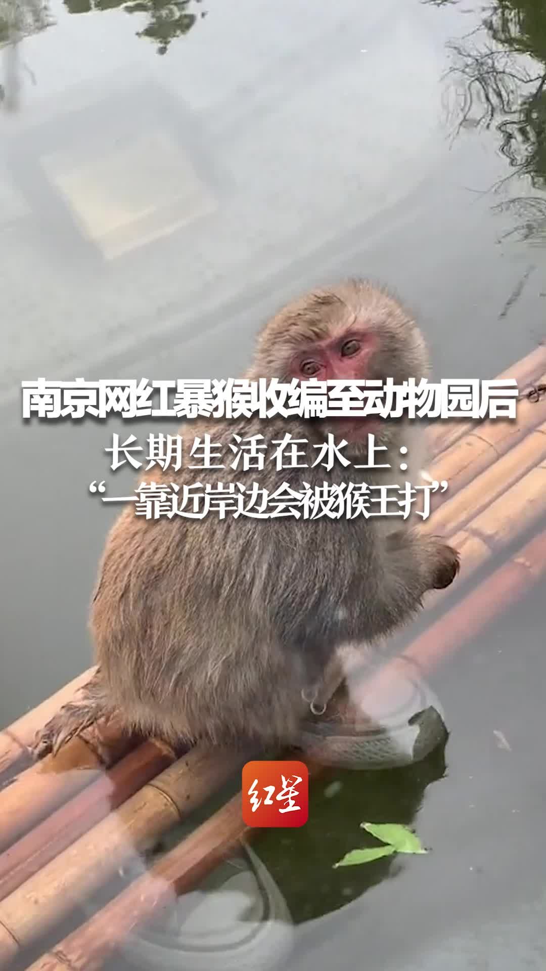南京网红暴猴收编至动物园后长期生活在水上：“一靠近岸边就会被猴王打”