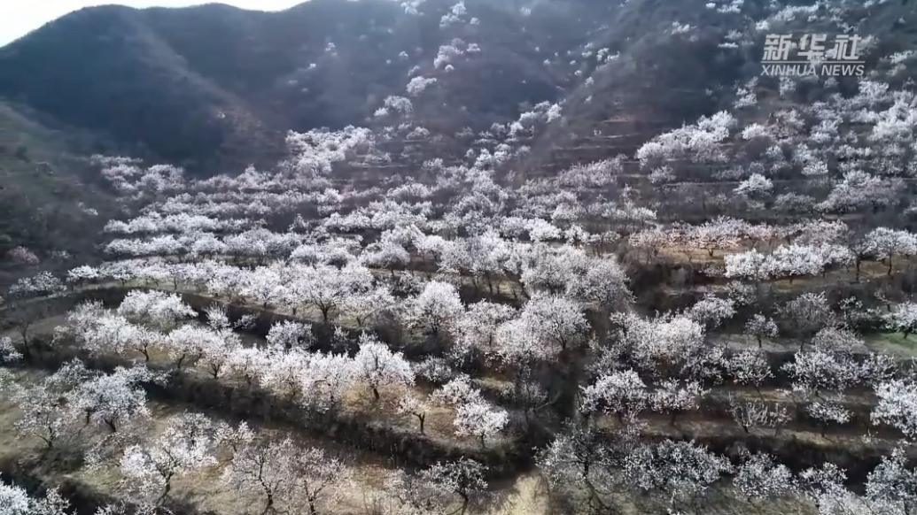 千城胜景｜石家庄鹿泉区：漫舞杏花林