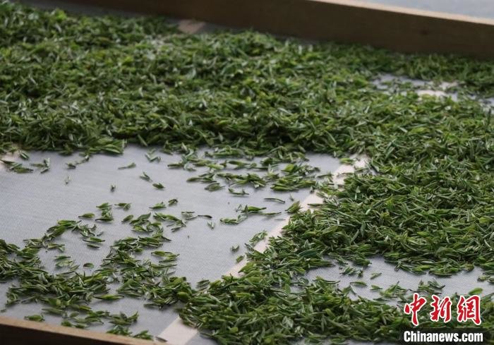 信阳毛尖为何要开启“回归”之路？