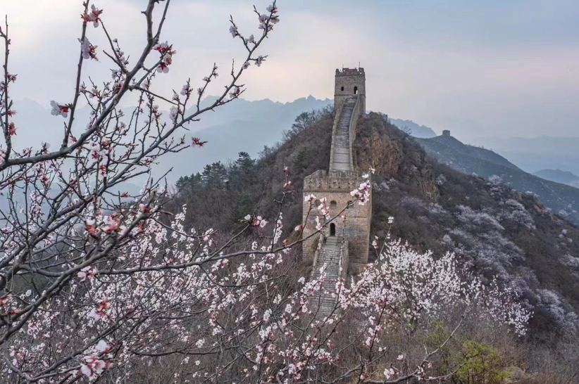 河北滦平：金山岭长城第十一届杏花节启帷 首日迎来中外游客逾1.5万人次