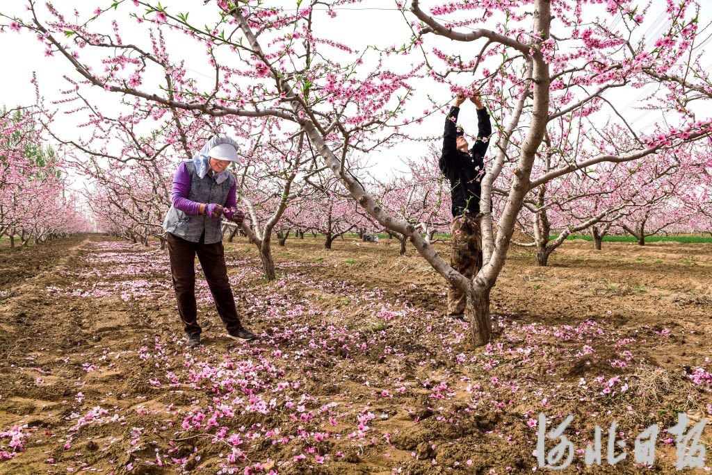 4月10日，涿州市东城坊镇马踏营村民在给桃树疏花。