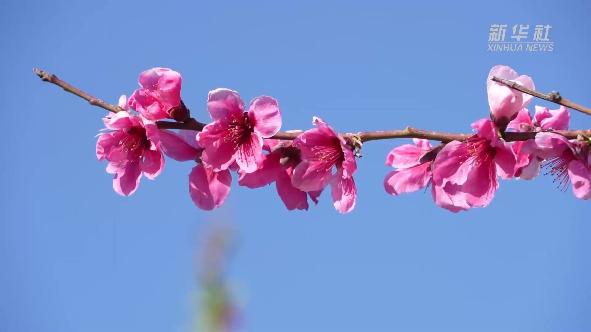 “赏花经济”引客来  大运河畔成为网红打卡地