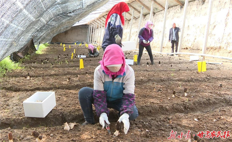 在永昌县东寨镇的羊肚菌种植基地里，工人们手拿小刀小心翼翼地采收羊肚菌。新甘肃&middot;甘肃农民报通讯员 运主伦 摄