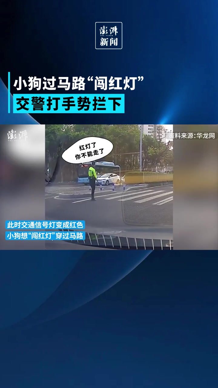 小狗过马路“闯红灯”，交警打手势拦下