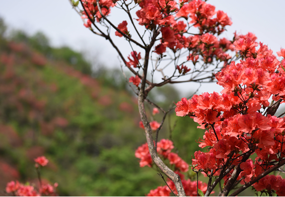 杜鹃花