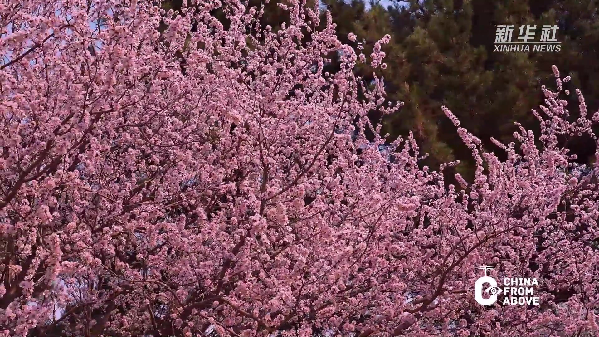 瞰中国｜内蒙古包头：花有约 春不负