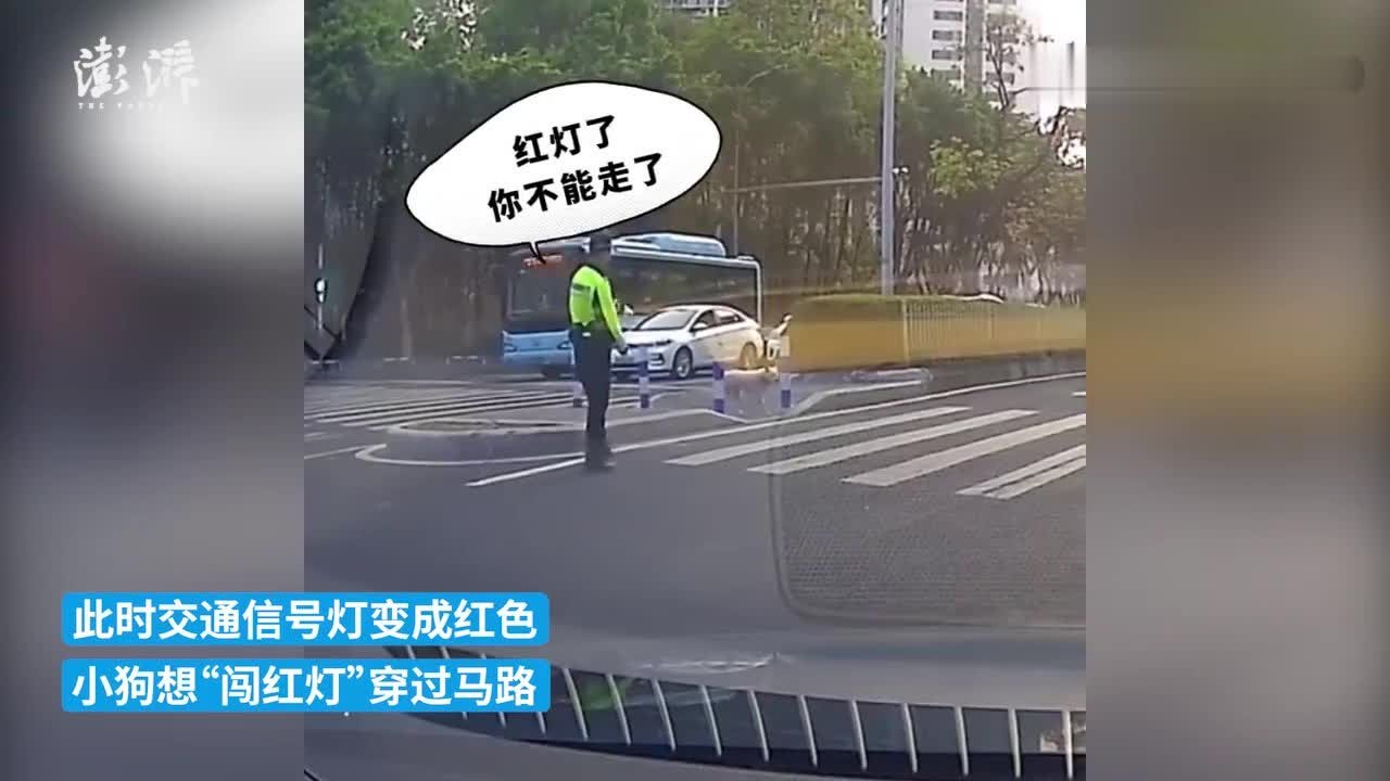 小狗过马路想“闯红灯”，交警打手势拦下