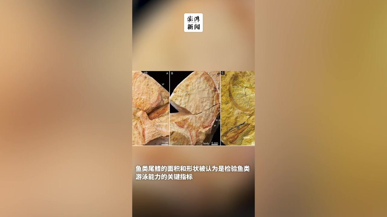 “九尾狐甲鱼”被发现了，4.1亿年前这种鱼为何游得快？