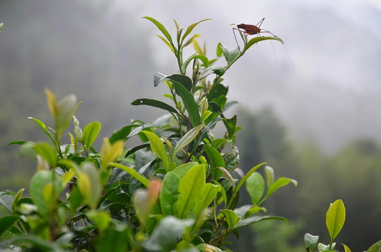 新宁舜皇山：一山野茶 百亿梦想