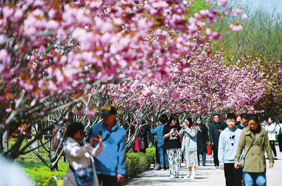 晚樱绽放香满园