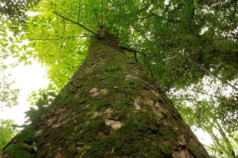 △落叶木莲 ( Manglietia decidua ) 植株图。摄影 / 邓都