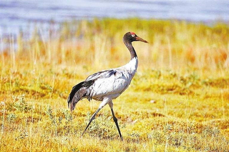 黑颈鹤漫步若尔盖湿地