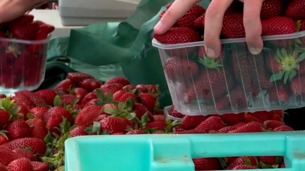 马耳他北部农业小镇姆贾尔举行一年一度草莓节