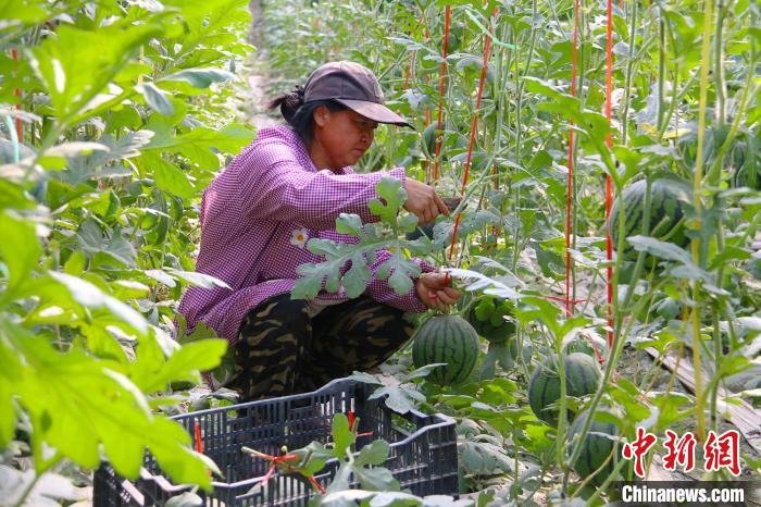 工人们正在大棚内采摘西瓜。　沙尼亚古丽 摄