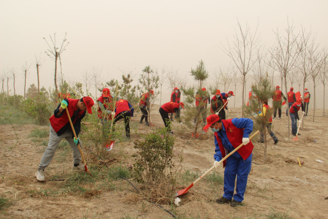 市总工会组织干部职工在市区植树造林