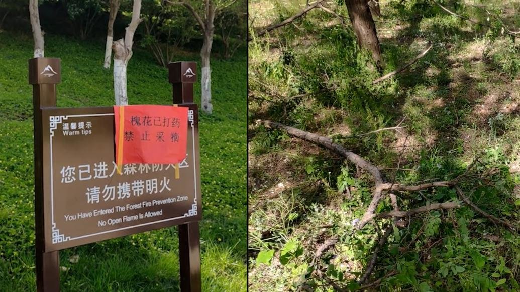 济南一公园槐花盛开，市民摘花折断树枝