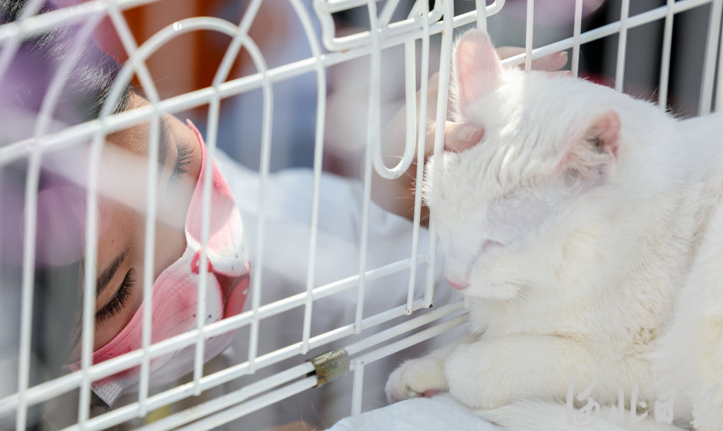 4月16日，活动志愿者检查待领养猫咪身体状态。