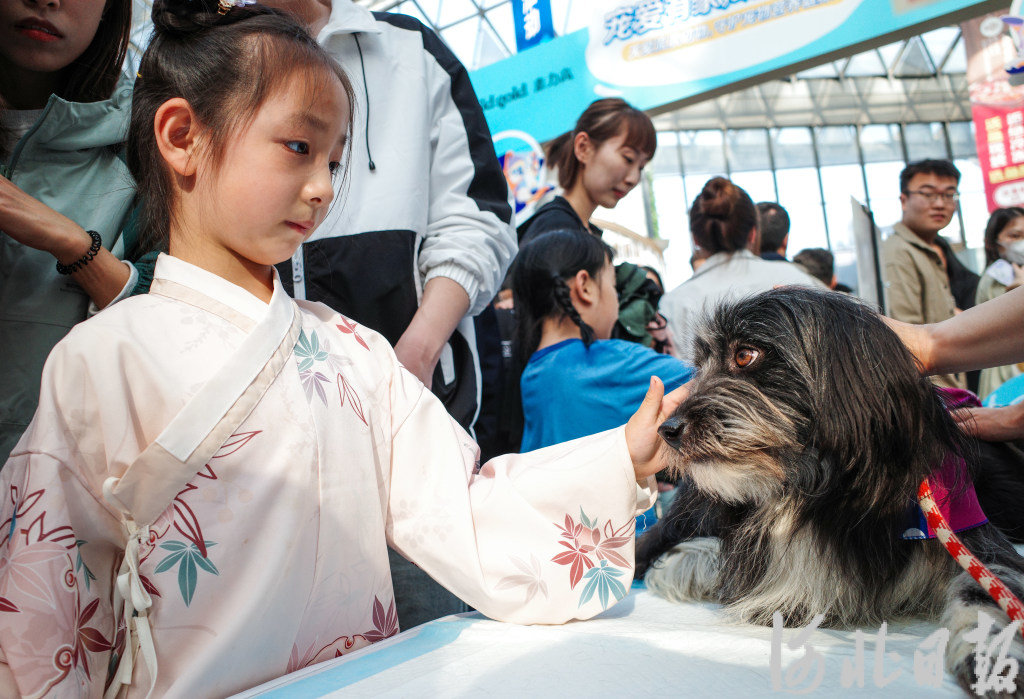 4月16日，活动现场，小朋友与待领养狗狗近距离互动。