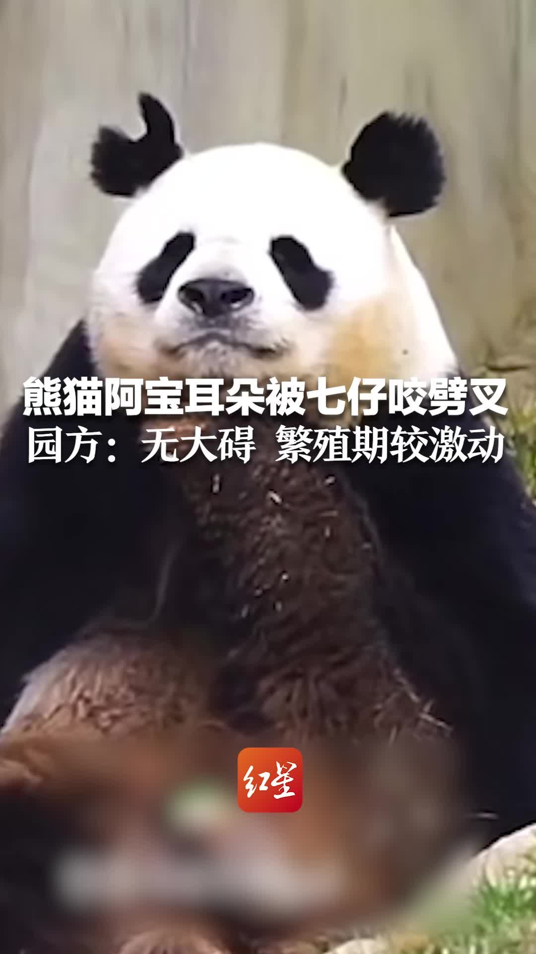 熊猫阿宝耳朵被七仔咬劈叉 园方回应：无大碍 繁殖期较激动