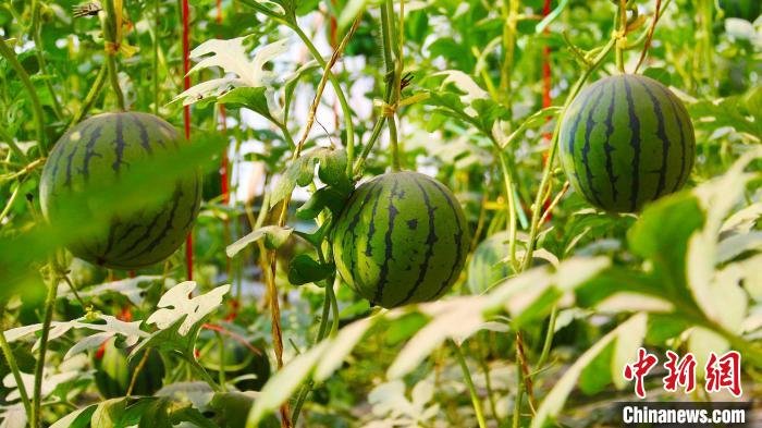 优越的气候条件为托克逊县的水果销售提供了便利。　刘艳敏 摄