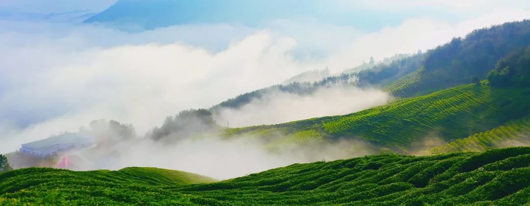 2019临沧“天下茶尊”茶叶节(图1)