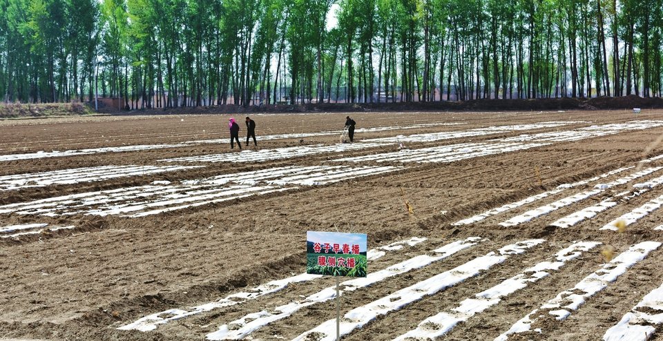 定襄县受禄乡于家庄山西现代农业谷子产业体系综合试验示范基地，山西农大谷子团队正查看谷子出苗情况。