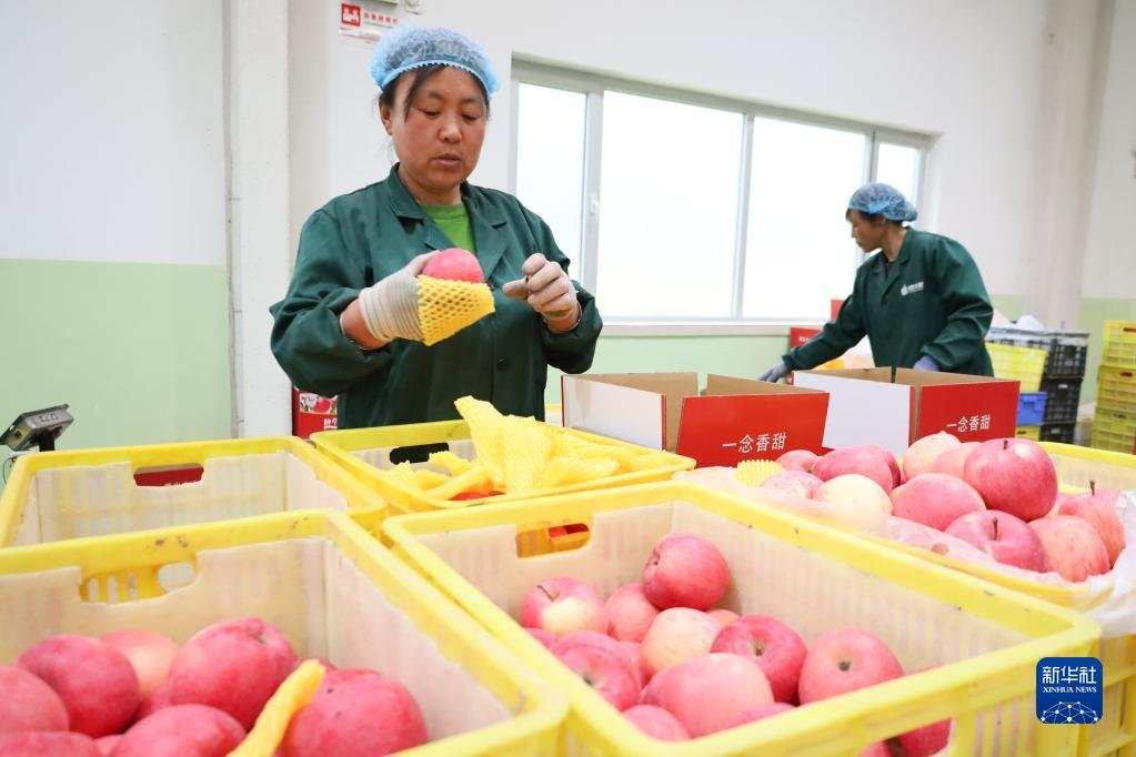 4月20日,工作人员在静宁县德美冷链物流产业园打包苹果