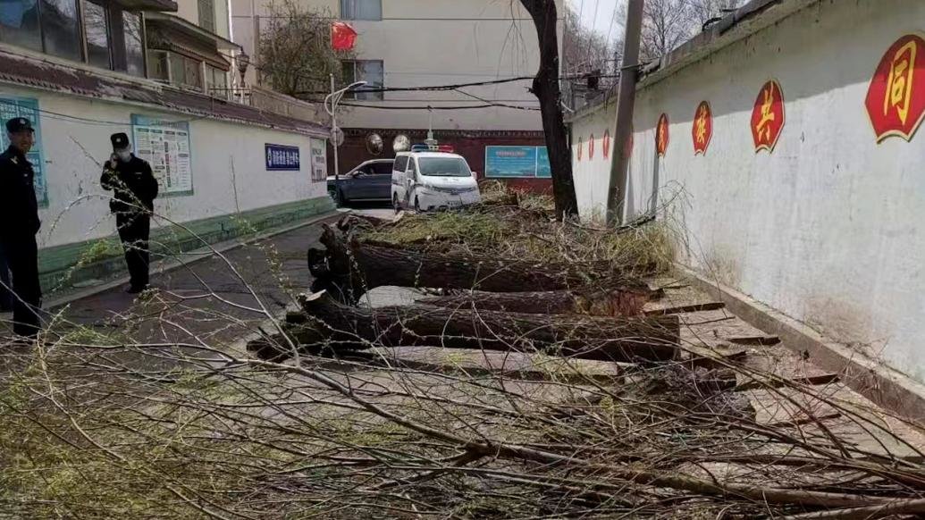 居民投诉20多棵大树被砍，街道回应系供电局砍伐督促补手续