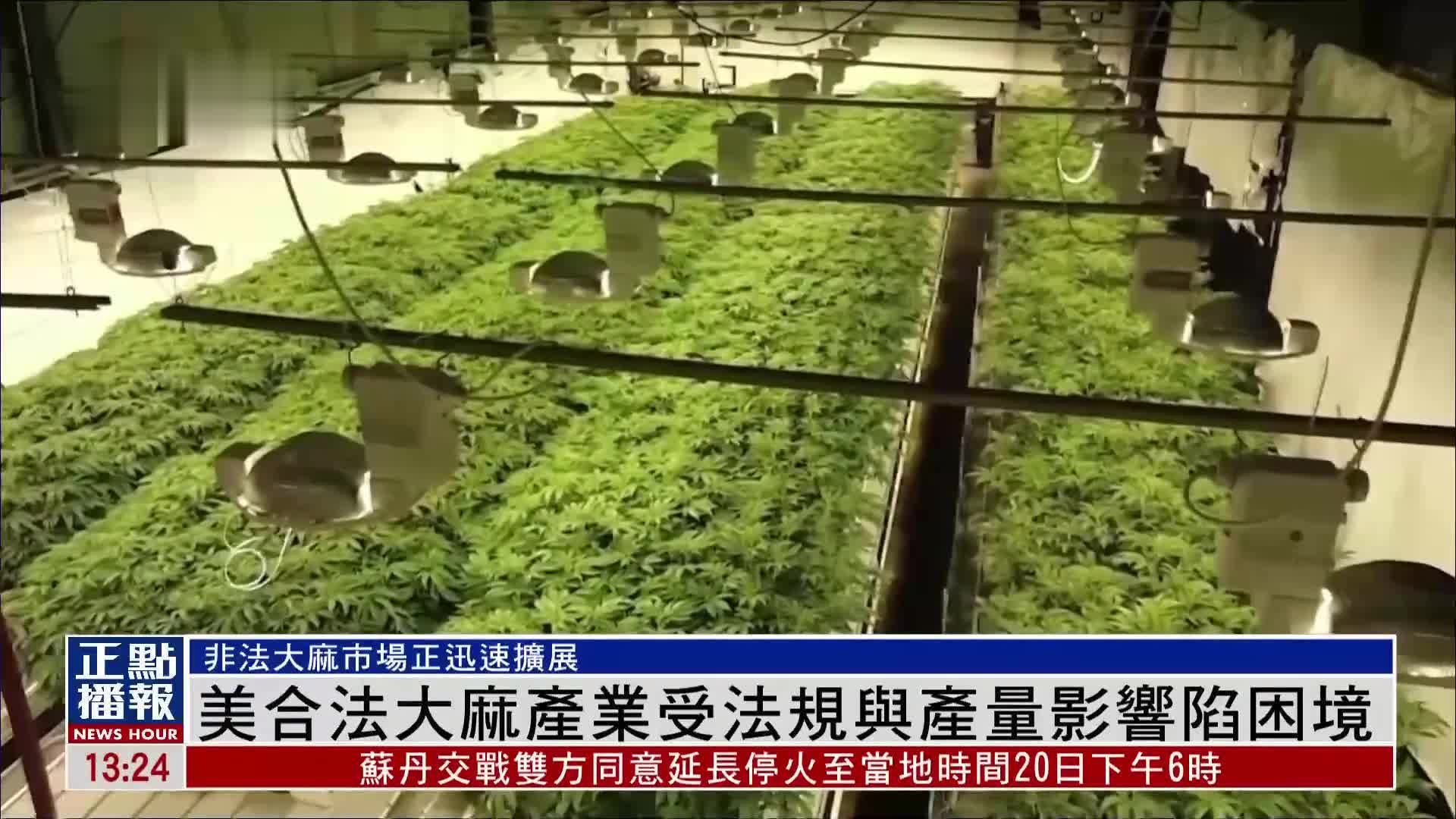 美国合法大麻产业受法规与产量影响陷入困境