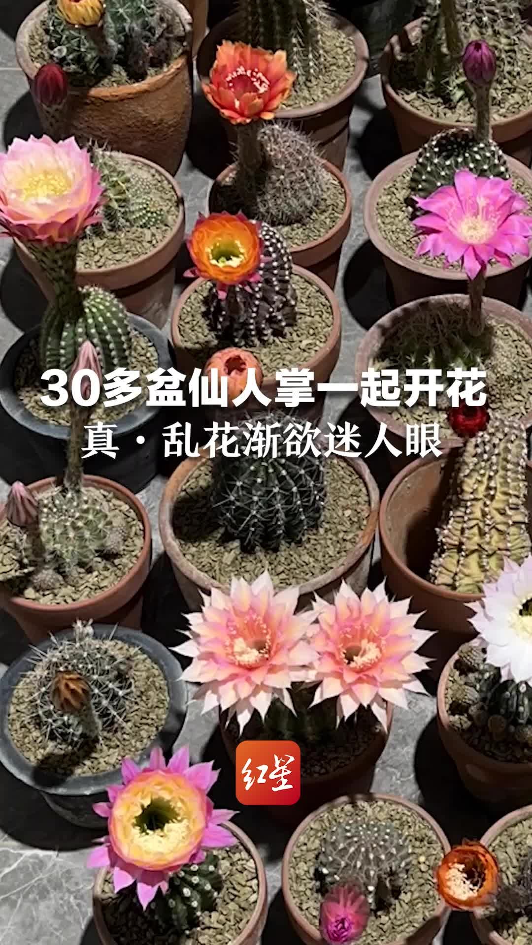 网友延时拍摄记录30多盆仙人掌一起开花！真·乱花渐欲迷人眼