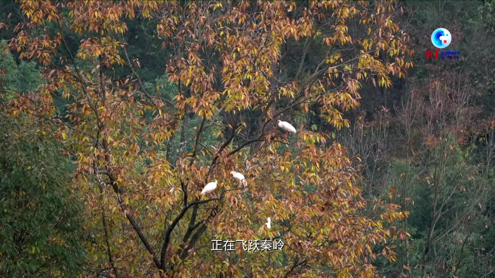 全球连线｜从七只孤羽到种群近万 朱鹮“重生”见证中国生态变迁