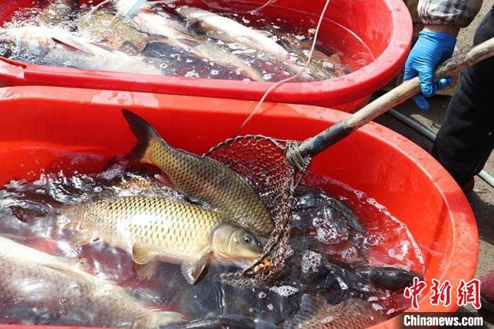 乡村集市上的开江鱼 苍雁 摄