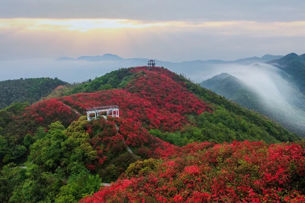 萍乡湘东区：映山红开满山（图）