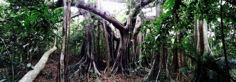 海南鹦哥岭热带雨林
