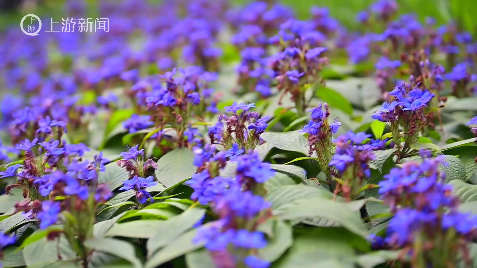 山城又添新“花样”重庆城市绿化首次种植喜花草