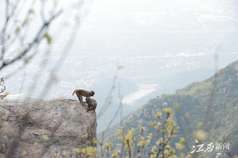 庐山天下悠（图）
