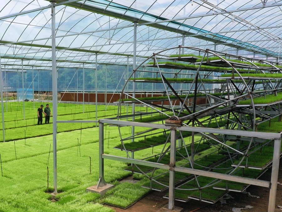 秧苗长在“空中”（图）