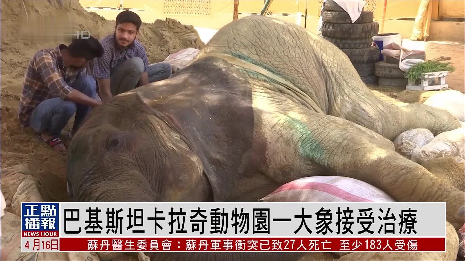 巴基斯坦卡拉奇动物园一大象接受治疗