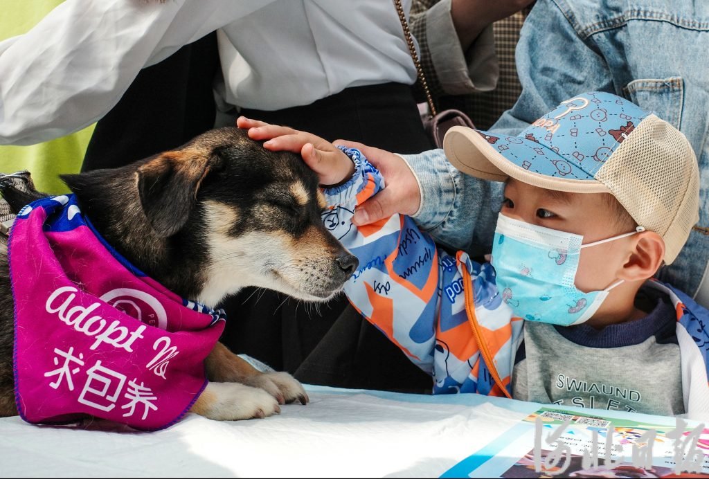 4月16日，活动现场，小朋友与待领养狗狗近距离互动