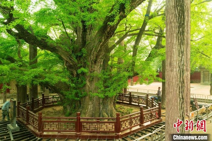 图为日照莒县浮来山定林寺内的千年银杏树. 陈光金 摄