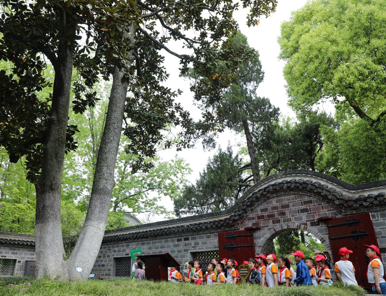 （2023年4月18日，在安徽省合肥市肥西县铭传乡刘铭传故居，研学游学子正在观赏百年广玉兰树。 陈家乐 摄）