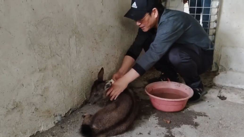 市民路遇似牛非牛动物幼崽，求助野保站救治鉴定为中华斑羚