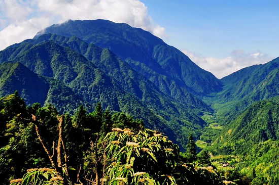 新宁舜皇山：一山野茶 百亿梦想