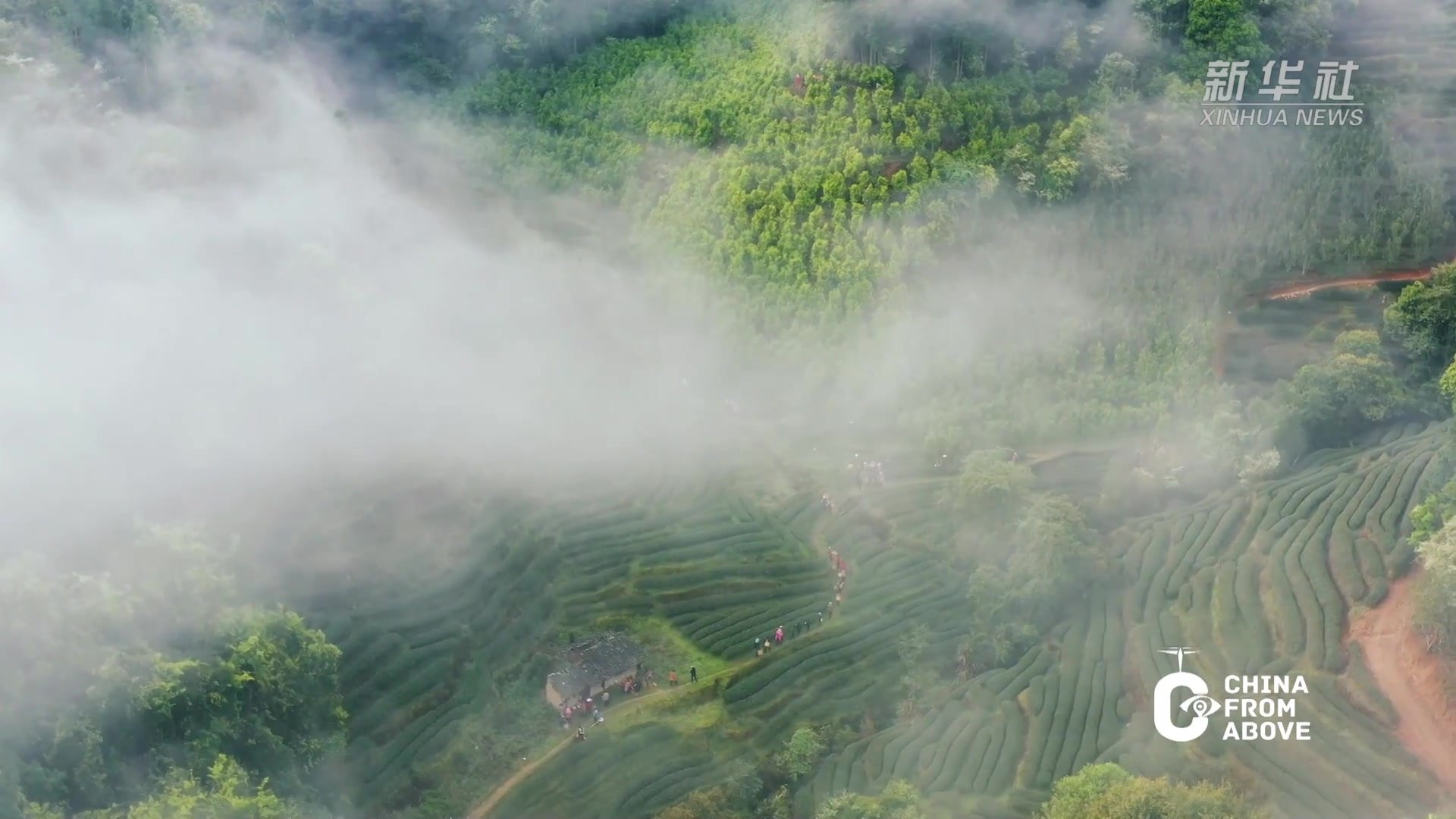 瞰中国｜福建：武夷茶山美如画